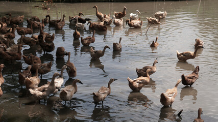 Fototapeta premium A flock of brown ducks in a shallow river