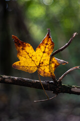 Orange dried out autumn maple leaf illuminated from behind by setting sun rays in the forest