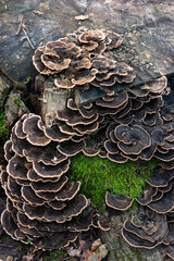 Flat cap mushrooms growing on a tree trunk in the forest autumn day