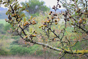 Nespole a gippone, ancient variety of loquat from Southern Italy