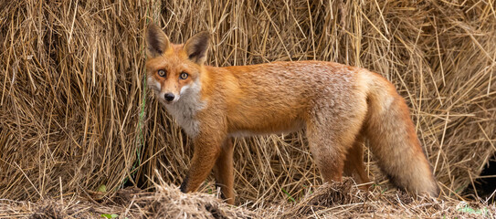 Red Fox, young, one of 2 siblings, playing among hay bales
