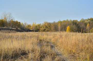Fototapeta na wymiar Yellow autumn forest in the Tambov region .