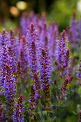 Naklejka premium Lavender