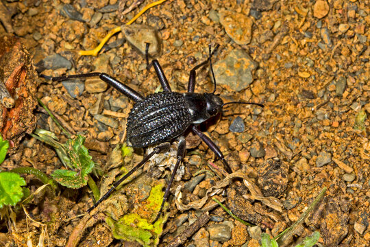 Black Darkling Beetle in Tankwa Karoo