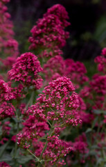 Obraz premium Pink flower garden