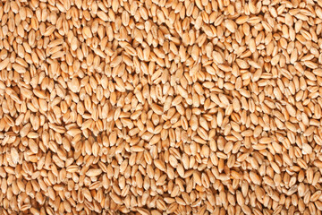 wheat grain background