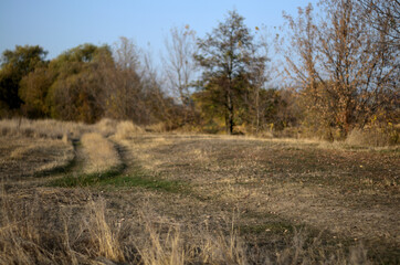 Obraz premium Yellow autumn forest in the Tambov region .