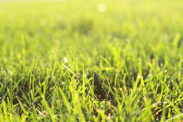 Lawn lit by the morning sun. Background.  Leaving in a blur