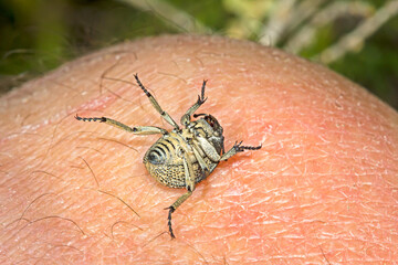 Tiny Streaked Darling beetle on finger