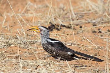 Large Yellow billed hornbill in Kalahari