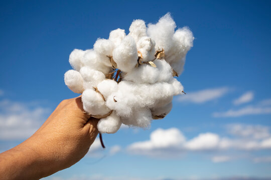 Human-handed cotton bolls towards the sky. Cotton field.