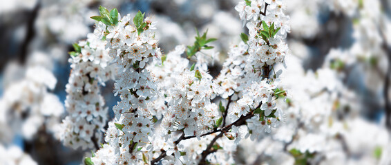 Blossoming tree with white flowers