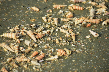 Shells on the sandy beach