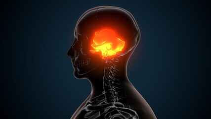 3d illustration of human skeleton skull spheroid bone anatomy