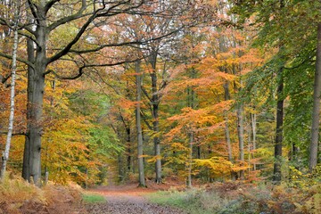 the beautiful forest in autumn