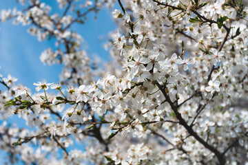 Blossoming tree with white flowers