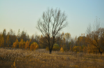 Yellow autumn forest in the Tambov region .
