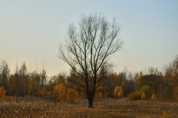 Fototapeta premium Yellow autumn forest in the Tambov region .