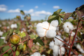 Cotton field (Turkey / Izmir). Agriculture concept photo.