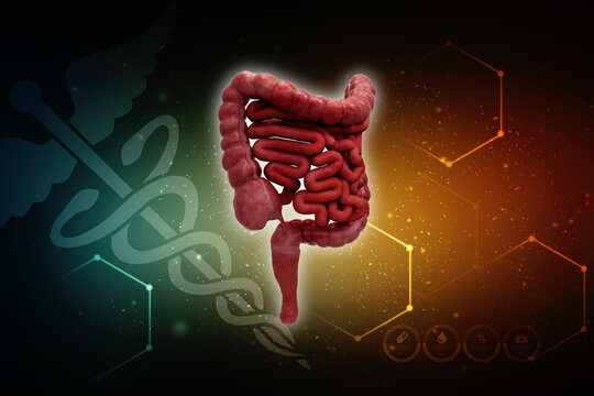 3D illustration of human Large Intestine

