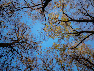 upward view of autumn trees in the blue sky on a sunny day