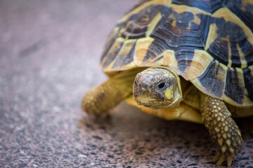 Turtle testudo hermanni