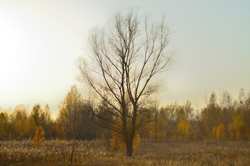 Obraz na płótnie Canvas Yellow autumn forest in the Tambov region .