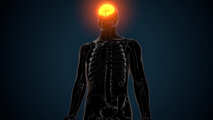 3d illustration of human skeleton skull frontal bone anatomy