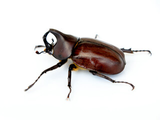 Asiatic rhinoceros beetle or coconut rhinoceros beetle against white background