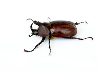 Asiatic rhinoceros beetle or coconut rhinoceros beetle against white background