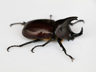 Asiatic rhinoceros beetle or coconut rhinoceros beetle against white background