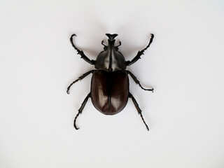 Asiatic rhinoceros beetle or coconut rhinoceros beetle against white background