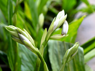 Beautiful white and pink color orchid flowers from home garden
