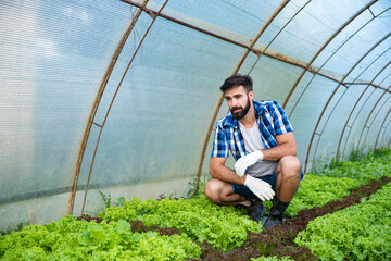 Young happy and satisfied farmer man checking crops of the salad vegetable in his greenhouse to be sure that he is providing high quality of fresh healthy organic food for the market and customers