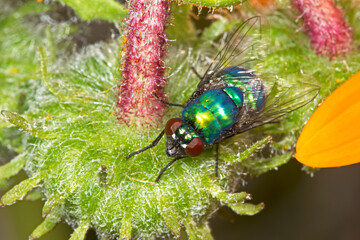 Brightly colored banded blowfly on flower