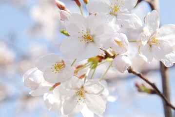 Fototapeta premium 桜