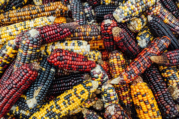 colorful corn on the cob for decoration