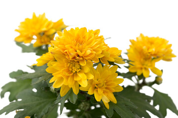 Chrysanthemum indicum