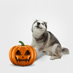 Cute puppy with halloween Jack-o-Lantern pumpkin isolated on white studio background. Meeting the autumn holidays with traditional decoration. Concept of pet's love, fun, sales, ad. Copyspace.