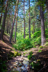 Bosque de pinos, helechos y arroyo