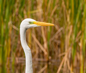 Great White Egret, reflecting