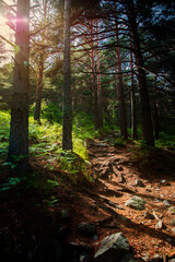 Atardecer bosque de helechos, camino