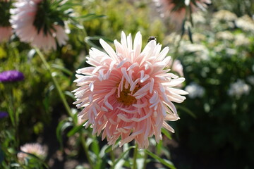 Peach colored flower of China aster in September