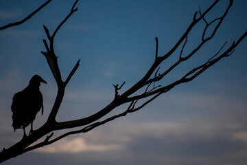 crow on the tree