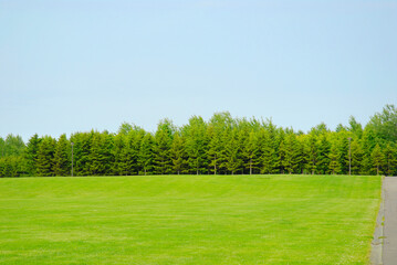 Fototapeta premium グリーン