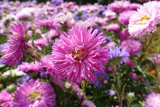 Pink and purple flowers of China asters in September