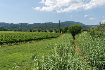 Italien - Toskana - Provinz Livorno bei Piombino