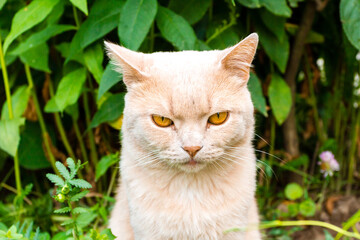 Naklejka na ściany i meble Serious cat with yellow eyes looking at the camera
