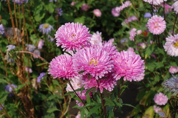 Bunch of pink flowers of China asters in mid September