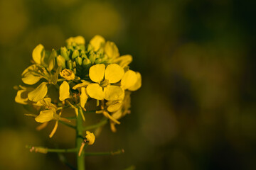 Fototapeta na wymiar Close up of a yellow rapeseed flower against a green background